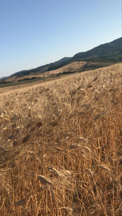 Agriturismo La Valle Della Lavanda - Podere Mezzastrada Fauglia ภายนอก รูปภาพ