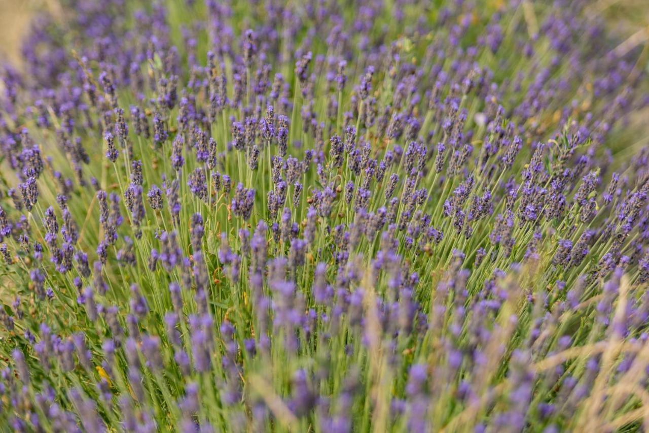 Agriturismo La Valle Della Lavanda - Podere Mezzastrada Fauglia ภายนอก รูปภาพ