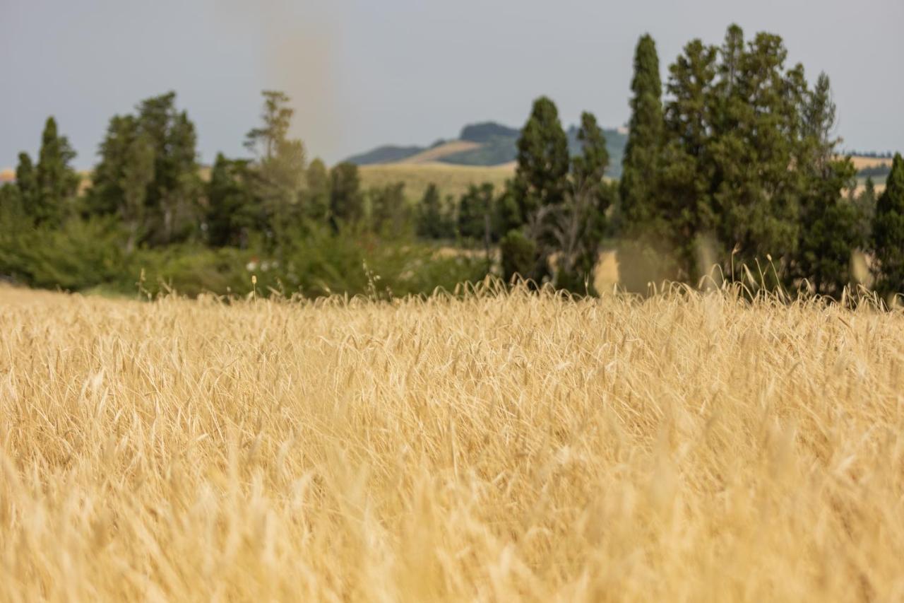 Agriturismo La Valle Della Lavanda - Podere Mezzastrada Fauglia ภายนอก รูปภาพ